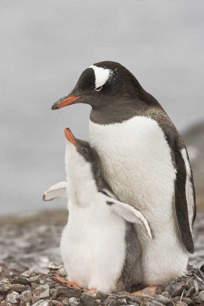 Antarctica, Gentoo penguin chick bonding